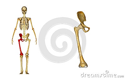 Femur_Right Stock Photo